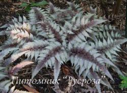 Кочедыжник ниппонский (Папоротник) "Red Beauty" (Athyrium niponicum)