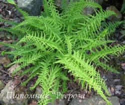 Кочедыжник женский (Папоротник) "Victoriae" (Athyrium filix-femina)