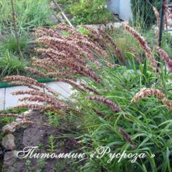 Перловник высокий Atropurpurea (Melica altissima)