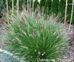 Пеннисетум "Magic"