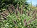 Пеннисетум Viridescens (Pennisetum viridescens)