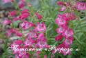 Пенстемон "Red Rocks" (Penstemon)