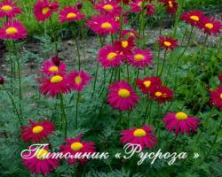 Пижма "Robinson's Red" (Tanacetum)