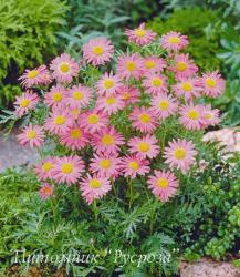 Пижма ярко-красная "Laureen" (Tanacetum coccineum)