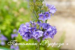 Полемониум  голубой (Синюха) "Bambino Blue" (Polemonium caeruleum)