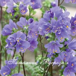 Полемониум иезонский (Синюха) "Purple Rain" (Polemonium yezoense)