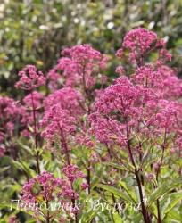 Посконник пятнистый "Atropurpureum" (Eupatorium maculatum)