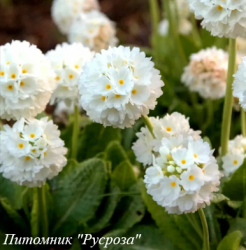 Примула мелкозубчатая "Alba"