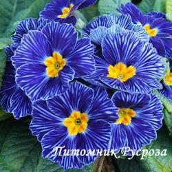 Примула "Blue Zebra" (Primula)