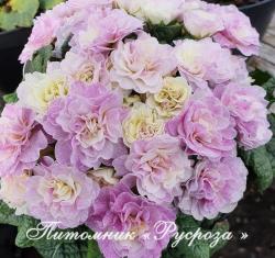 Примула "Belarina Pink Champagne" (Primula)