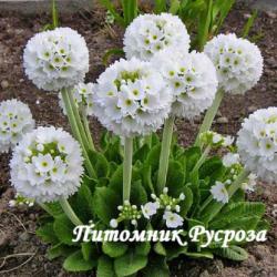 Примула мелкозубчатая "White" (Primula denticulata)