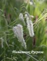 Кровохлебка тонколистная "Alba" (Sanguisorba tenuifolia)