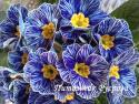 Примула "Blue Zebra" (Primula)