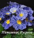 Примула "Blue Zebra" (Primula)