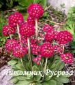 Примула мелкозубчатая "Red" (Primula denticulata)