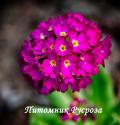 Примула мелкозубчатая "Red" (Primula denticulata)