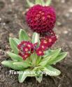 Примула мелкозубчатая "Red" (Primula denticulata)