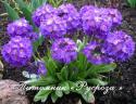 Примула мелкозубчатая "Cashmeriana" (Primula denticulata)