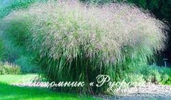 Просо прутьевидное "Warrior" (Panicum virgatum)