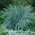 Просо горькое "Dewey Blue" (Panicum amarum)