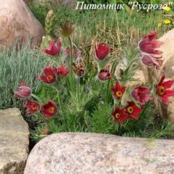 Прострел обыкновенный "Rubra"