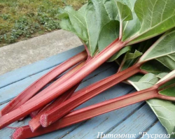 Ревень "Valentine"