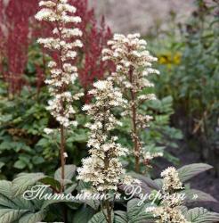 Роджерсия "Snow Clouds" (Rodgersia)