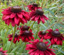 Рудбекия "Cherry Brandy"
