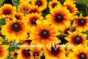 Рудбекия "Summerina Yellow" (Rudbeckia)