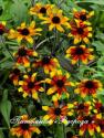 Рудбекия трехлопастная "Prairie Glow" (Rudbeckia triloba)