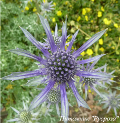 Синеголовник Бурта