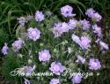 Скабиоза кавказская "Perfecta" (Scabiosa caucasica)