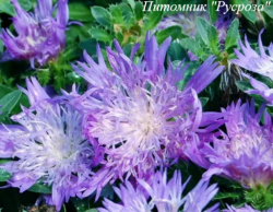 Стокезия гладкая "Elf"