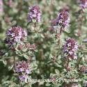 Тимьян обыкновенный "Silver Posie" (Thymus vulgaris)