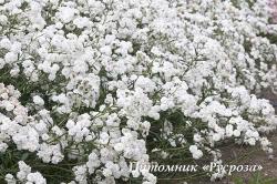 Тысячелистник "The Pearl" (Achillea ptarmica)