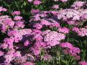 Тысячелистник обыкновенный "Pretty Belinda" (Achillea millefolium)