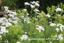 Тысячелистник "The Pearl" (Achillea ptarmica)