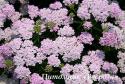 Тысячелистник "Wonderful Wampee" (Achillea millefolium)