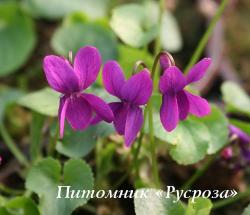 Фиалка душистая "Red Charm" (Viola odorata)