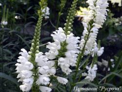 Физостегия виргинская "Alba"