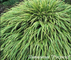 Хаконехлоа большая "Albostriata"