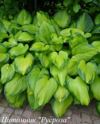 Хоста "Guacamole" (Hosta)