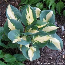 Хоста "Lakeside Cupcake"