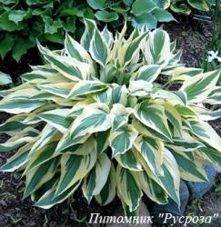 Хоста "Lakeside Dragonfly"