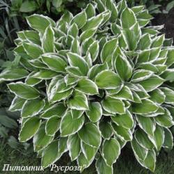 Хоста волнистая "Albomarginata"