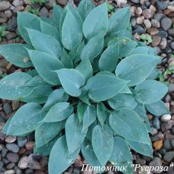 Хоста "Hadspen Blue"