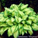 Хоста "Fortunei Albopicta" (Hosta)