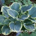 Хоста "Sagae" (Hosta)