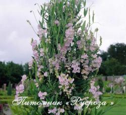 Чина широколистная "Pink Pearl" (Lathyrus latifolius)