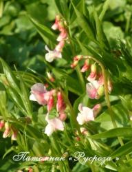 Чина весенняя "Roseus" (Lathyrus vernus)